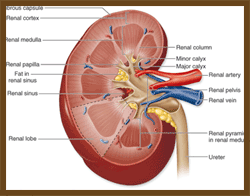 Human Kidney Anatomy